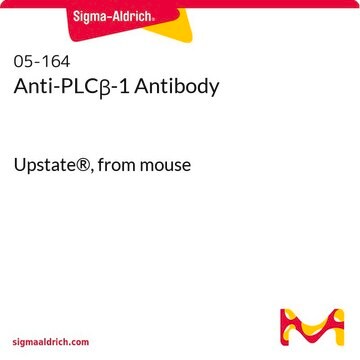 Anti-PLC&#946;-1 Antibody Upstate&#174;, from mouse