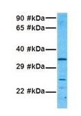 Anti-SOX2 antibody produced in rabbit IgG fraction of antiserum