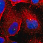 Anti-DNAL4 antibody produced in rabbit Prestige Antibodies&#174; Powered by Atlas Antibodies, affinity isolated antibody, buffered aqueous glycerol solution