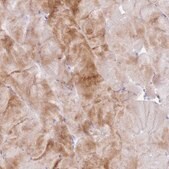Anti-FPR1 antibody produced in rabbit Prestige Antibodies&#174; Powered by Atlas Antibodies, affinity isolated antibody, buffered aqueous glycerol solution