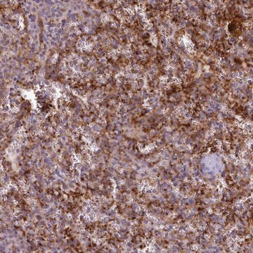 Anti-CD300LF antibody produced in rabbit Prestige Antibodies&#174; Powered by Atlas Antibodies, affinity isolated antibody, buffered aqueous glycerol solution