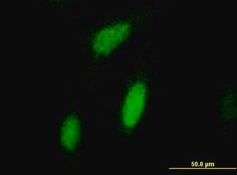 Monoclonal Anti-RPS6KA3 antibody produced in mouse clone 2G10, purified immunoglobulin, buffered aqueous solution