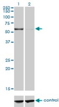 Monoclonal Anti-CPNE1 antibody produced in mouse clone 8B8, purified immunoglobulin, buffered aqueous solution