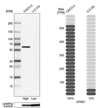 Anti-CPNE1 antibody produced in rabbit Prestige Antibodies&#174; Powered by Atlas Antibodies, affinity isolated antibody