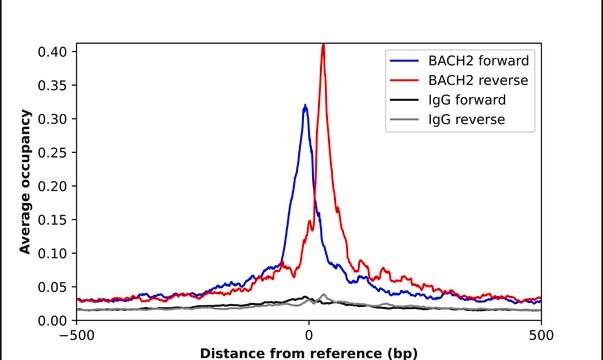 Anti-BACH2 antibody produced in rabbit Prestige Antibodies&#174; Powered by Atlas Antibodies, affinity isolated antibody