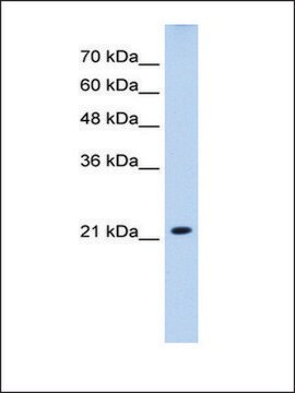 Anti-SLC25A14 antibody produced in rabbit IgG fraction of antiserum