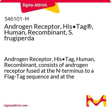 Androgen Receptor, His&#8226;Tag&#174;, Human, Recombinant, S. frugiperda recombinant human, expressed in S. frugiperda