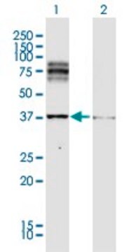 Anti-DCT antibody produced in rabbit purified immunoglobulin, buffered aqueous solution