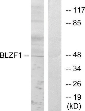 Anti-BLZF1 antibody produced in rabbit affinity isolated antibody