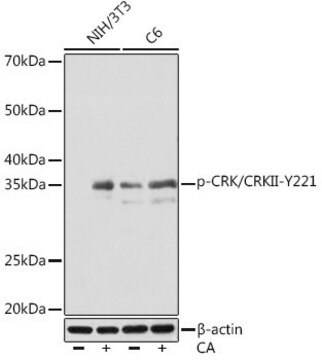 Anti-Phospho-CRK/CRKII-Y221 antibody produced in rabbit