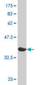 ANTI-MCM3 antibody produced in mouse clone 2A11, purified immunoglobulin, buffered aqueous solution