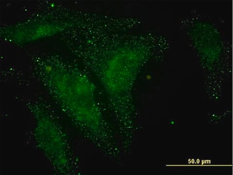 Monoclonal Anti-NELL1 antibody produced in mouse clone 6A8, purified immunoglobulin, buffered aqueous solution