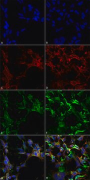 Monoclonal Anti-Dityrosine antibody produced in mouse clone 10A6