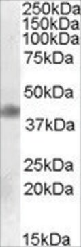 Anti-MEIS1 antibody produced in goat affinity isolated antibody, buffered aqueous solution