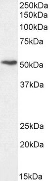 Anti-Perilipin, C-Terminal antibody produced in goat affinity isolated antibody, buffered aqueous solution