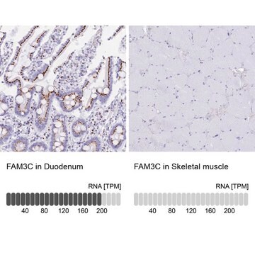 Anti-FAM3C antibody produced in rabbit Prestige Antibodies&#174; Powered by Atlas Antibodies, affinity isolated antibody, buffered aqueous glycerol solution