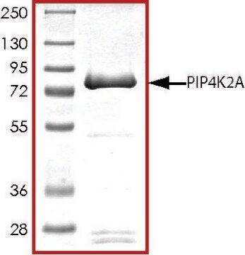 PIP4K2A, active, GST tagged human PRECISIO&#174;, recombinant, expressed in baculovirus infected Sf9 cells, &#8805;70% (SDS-PAGE), buffered aqueous glycerol solution