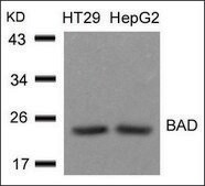 Anti-BAD (Ab-136) antibody produced in rabbit affinity isolated antibody