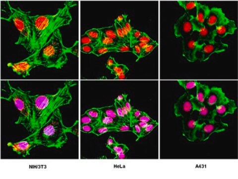 Anti-LAP2 Antibody from rabbit, purified by affinity chromatography