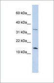 Anti-LEP antibody produced in rabbit affinity isolated antibody