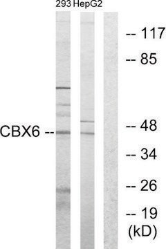 Anti-CBX6 antibody produced in rabbit affinity isolated antibody