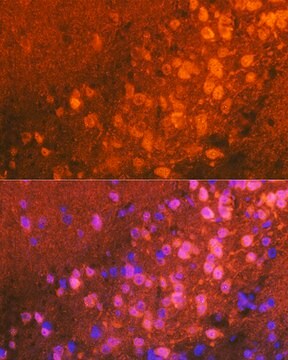 Anti-JNK1/2/3 Antibody, clone 0J5D8, Rabbit Monoclonal