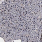 Anti-LAMB1 antibody produced in rabbit Prestige Antibodies&#174; Powered by Atlas Antibodies, affinity isolated antibody, buffered aqueous glycerol solution