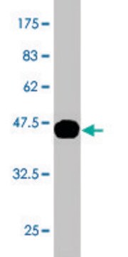 Monoclonal Anti-KLK10, (C-terminal) antibody produced in mouse clone 1G8, ascites fluid