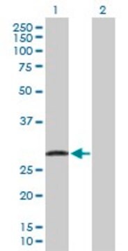 Anti-UBE2J2 antibody produced in rabbit purified immunoglobulin, buffered aqueous solution