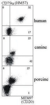 Monoclonal Anti-CD20 antibody produced in mouse clone MEM-97, purified immunoglobulin, buffered aqueous solution