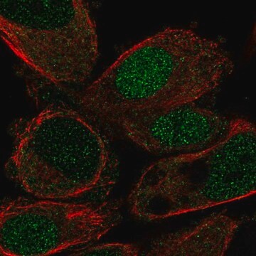 Anti-HLF antibody produced in rabbit Prestige Antibodies&#174; Powered by Atlas Antibodies, affinity isolated antibody