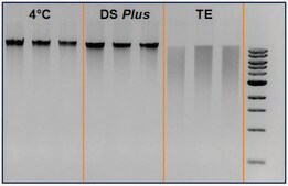 DNAstable&#174; Plus 2 ml, for room temp preservation of DNA