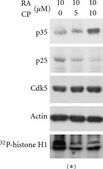 Anti-Cdk5 Antibody, clone DC17 clone DC17, Upstate&#174;, from mouse