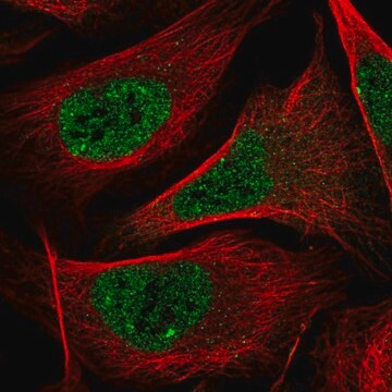 Anti-NR1I2 antibody produced in rabbit Prestige Antibodies&#174; Powered by Atlas Antibodies, affinity isolated antibody