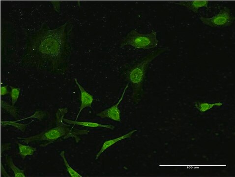 Monoclonal Anti-C4B antibody produced in mouse clone 1F2, purified immunoglobulin, buffered aqueous solution