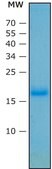 Tumor Necrosis Factor-&#945; human Xeno-free, recombinant, expressed in HEK 293 cells, suitable for cell culture