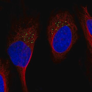 Anti-GDF11 antibody produced in rabbit Prestige Antibodies&#174; Powered by Atlas Antibodies, affinity isolated antibody