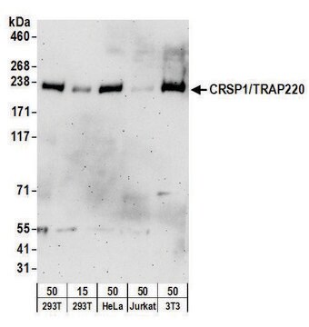 Goat anti-CRSP1/TRAP220 Antibody, Affinity Purified Powered by Bethyl Laboratories, Inc.