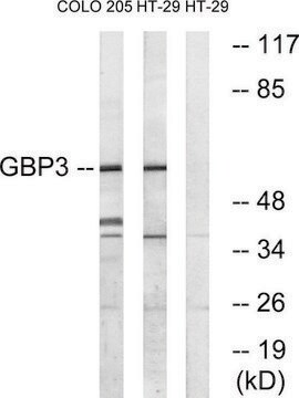 Anti-GBP3 antibody produced in rabbit affinity isolated antibody