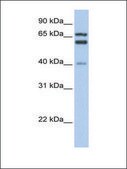 Anti-GCLC antibody produced in rabbit affinity isolated antibody