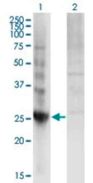 Monoclonal Anti-DIRAS3 antibody produced in mouse clone 1G4, ascites fluid