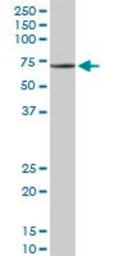 Anti-TRAF3IP2 antibody produced in rabbit purified immunoglobulin, buffered aqueous solution