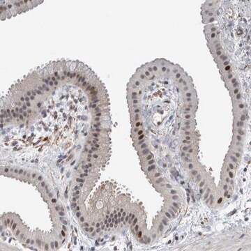 Anti-MSL1 antibody produced in rabbit Prestige Antibodies&#174; Powered by Atlas Antibodies, affinity isolated antibody, buffered aqueous glycerol solution, Ab2