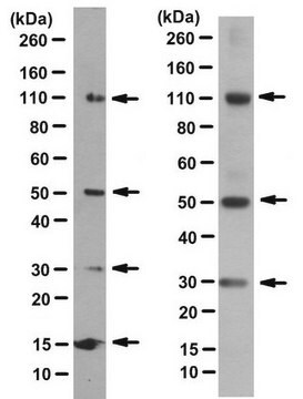 Anti-BLUE Antibody, clone 2D2-F11 clone 2D2-F11, from mouse