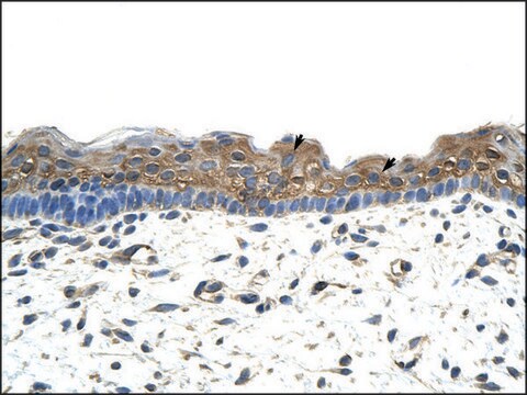 Anti-APOBEC2 antibody produced in rabbit IgG fraction of antiserum