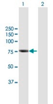 Anti-RHPN2 antibody produced in mouse purified immunoglobulin, buffered aqueous solution