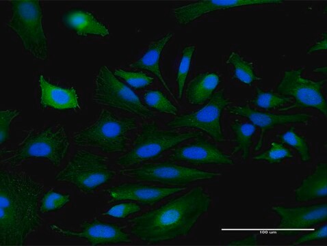 Anti-MASP1 antibody produced in mouse purified immunoglobulin, buffered aqueous solution