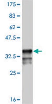 Monoclonal Anti-MSX1 antibody produced in mouse clone 1D2, purified immunoglobulin, buffered aqueous solution