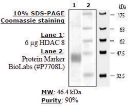 HDAC-8 human recombinant, expressed in baculovirus infected insect cells, &#8805;80% (SDS-PAGE)