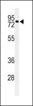 ANTI-CIRH1A(N-TERMINAL) antibody produced in rabbit affinity isolated antibody, buffered aqueous solution